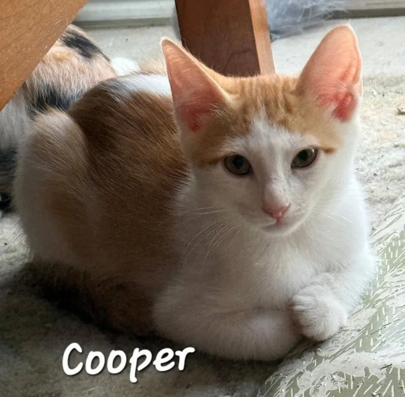 A young medium-sized male Orange & White Domestic Short Hair cat named Cooper for adoption in Longwood, FL