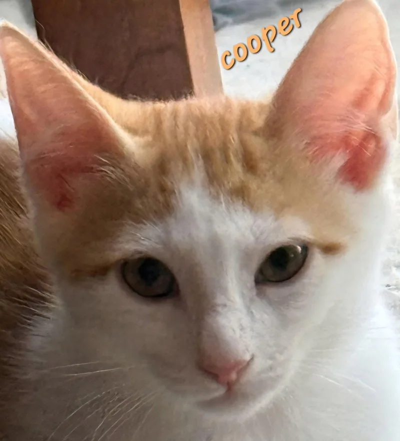 Cooper thumbnail 2