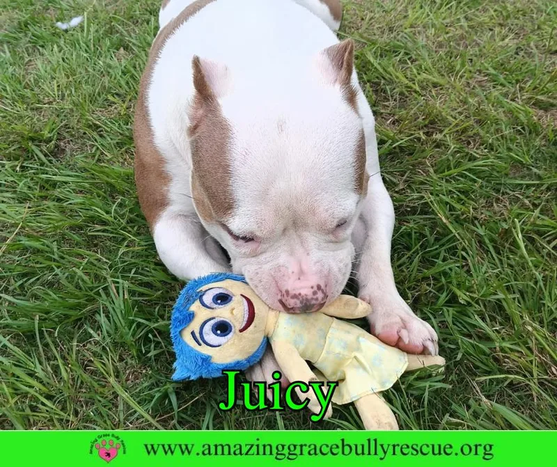 An adult medium-sized female American Bulldog dog named Juicy for adoption in Pensacola, FL