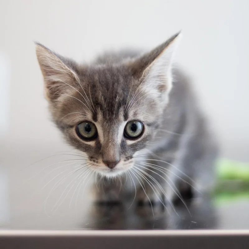 A baby small-sized female Domestic Medium Hair cat named Gia Girl for adoption in Cumming, GA