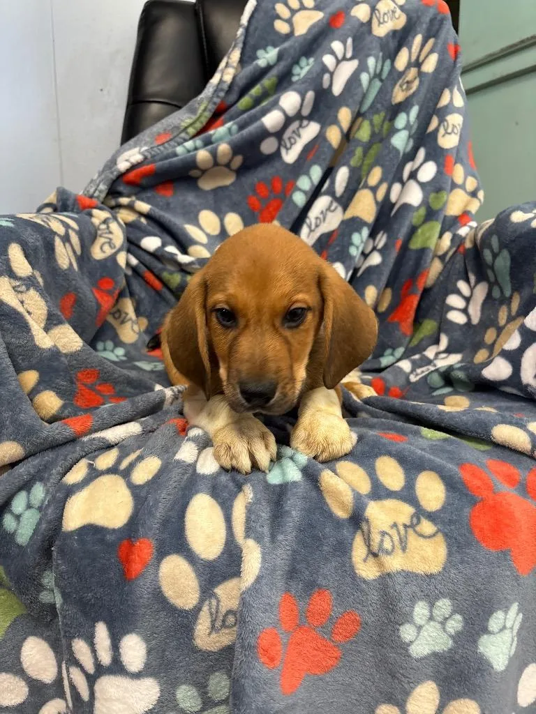 A baby small-sized male Hound dog named Cash for adoption in Fayetteville, TN