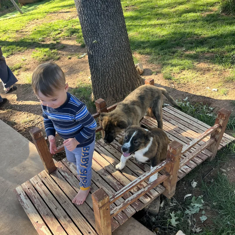 A baby large-sized female Brindle Mastiff dog named Elena for adoption in Sonora, CA