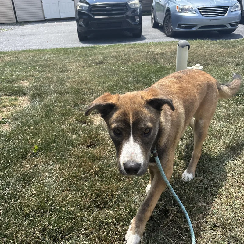A young medium-sized male Tricolor (Brown, Black, & White) Mixed Breed dog named Lincoln for adoption in Myerstown, PA