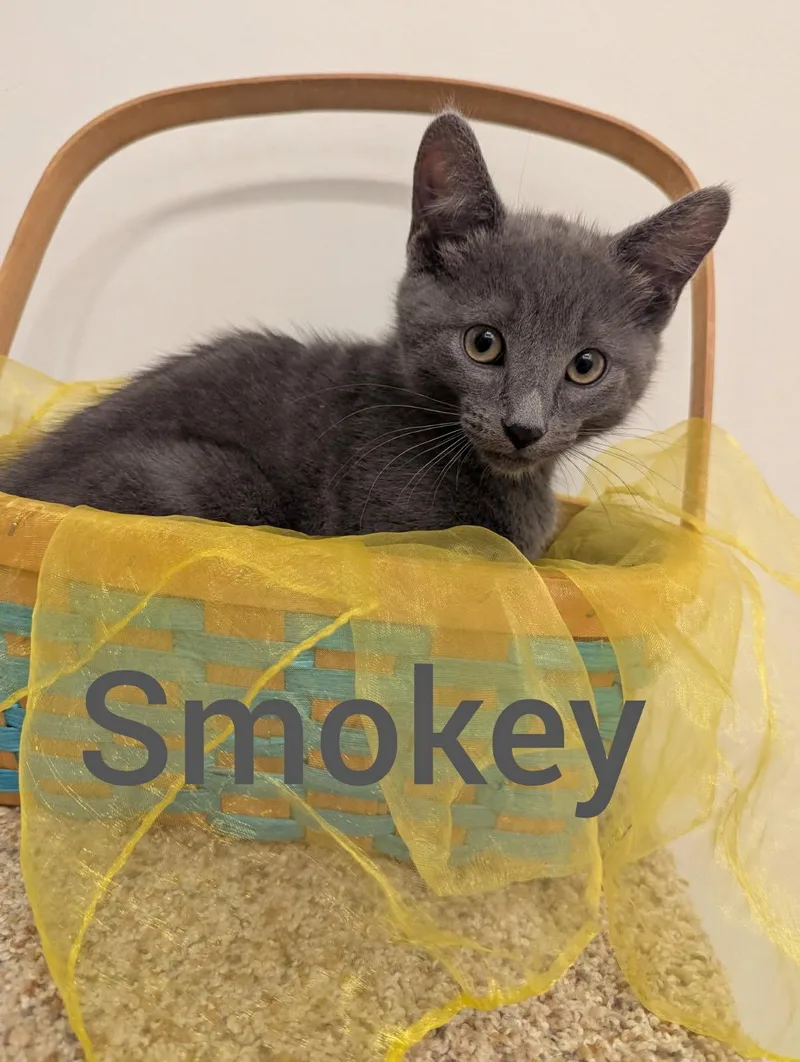 A baby small-sized male Gray / Blue / Silver Domestic Short Hair cat named Smokey for adoption in Hoyleton, IL