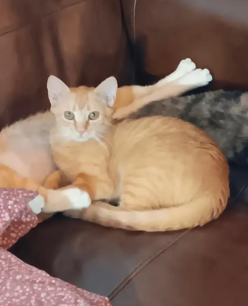 A baby medium-sized female Domestic Short Hair cat named Maeve for adoption in Peoria, AZ