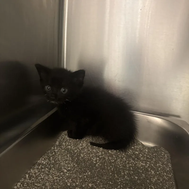 A baby small-sized female Black Domestic Short Hair cat named Straythavenue for adoption in Columbus, GA