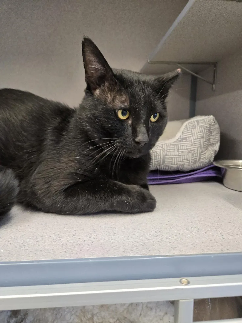 An adult medium-sized male Domestic Short Hair cat named Joseph for adoption in Evergreen, CO