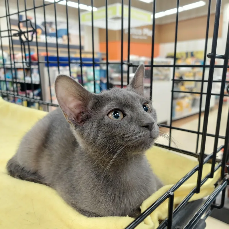 A baby medium-sized female Gray / Blue / Silver Domestic Short Hair cat named Becca for adoption in Little Falls, NJ