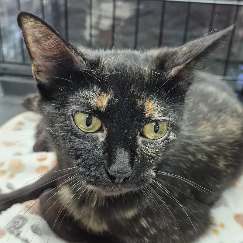 A young medium-sized female Tortoiseshell Domestic Short Hair cat named Tuna for adoption in Eugene, OR