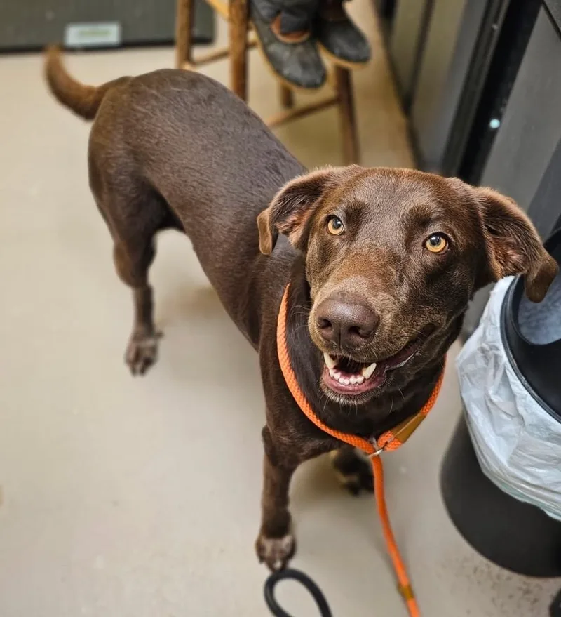 A young large-sized female Chocolate Labrador Retriever dog named JuneAnn for adoption in Crossville, TN
