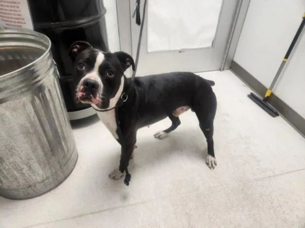 A young medium-sized male Boxer dog named Romeo for adoption in Los Angeles, CA