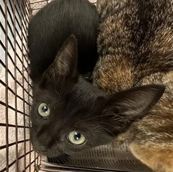 A baby medium-sized female Domestic Short Hair cat named A for adoption in Fort Lauderdale, FL