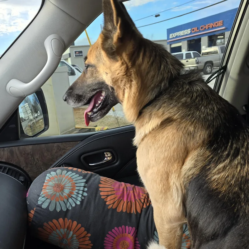 A young medium-sized female Sable German Shepherd Dog dog named Chica for adoption in Athens, AL