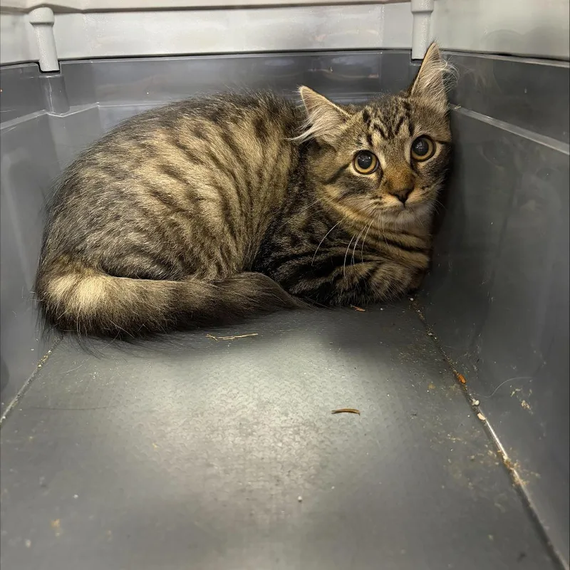 A baby medium-sized female Brown / Chocolate Domestic Long Hair cat named Clove for adoption in New York, NY