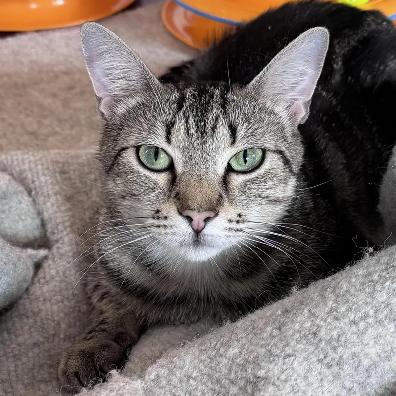 An adult medium-sized female Torbie Domestic Short Hair cat named Cinnamon for adoption in Chapel Hill, NC