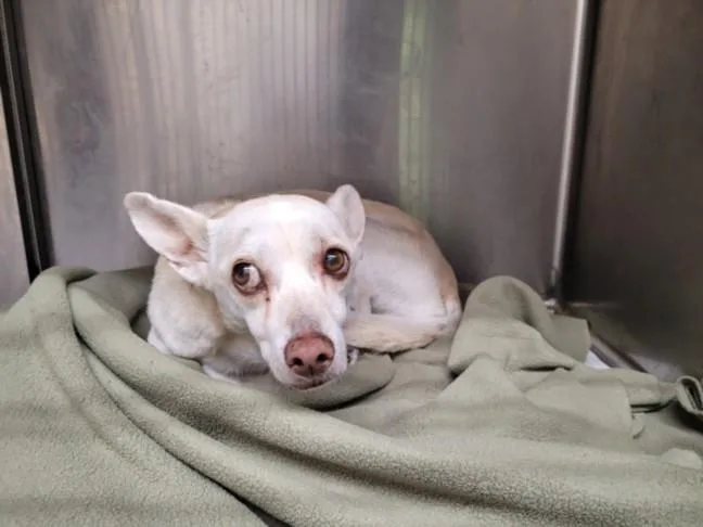 An adult medium-sized female Chihuahua dog named Huera for adoption in Los Angeles, CA