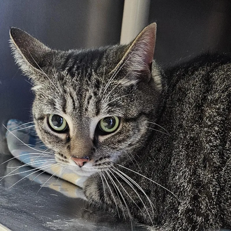 An adult large-sized female Gray / Blue / Silver Domestic Short Hair cat named Sammy for adoption in Camden, DE