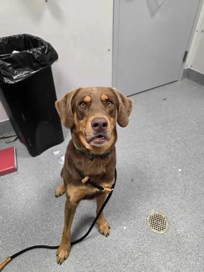 An adult large-sized male Mixed Breed dog named Fort Knox for adoption in Sevierville, TN