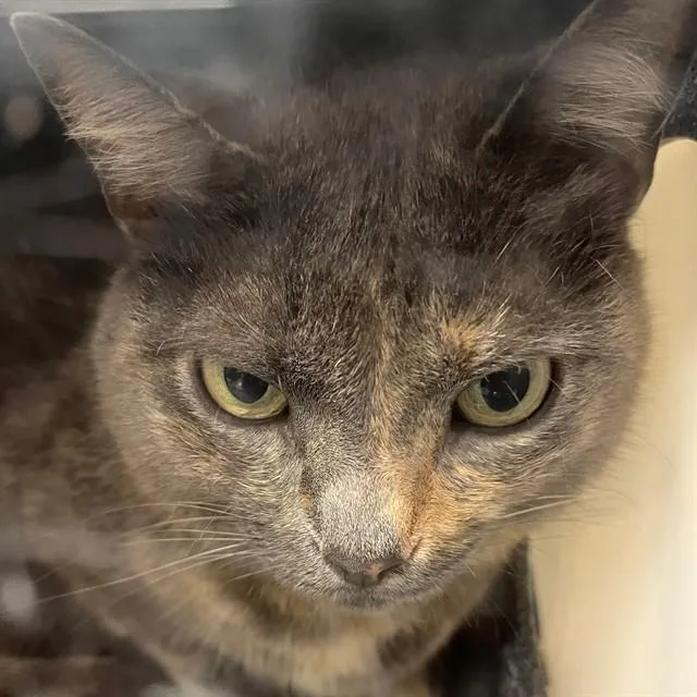 An adult large-sized female Domestic Short Hair cat named Molly for adoption in Naples, FL