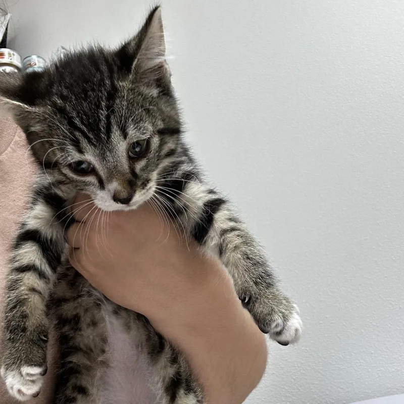 A baby small-sized male Black & White / Tuxedo Domestic Short Hair cat named Johnny for adoption in Ashland, OR