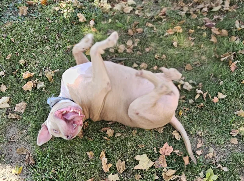 An adult large-sized male Apricot / Beige Pit Bull Terrier dog named Tobias for adoption in Delphi, IN