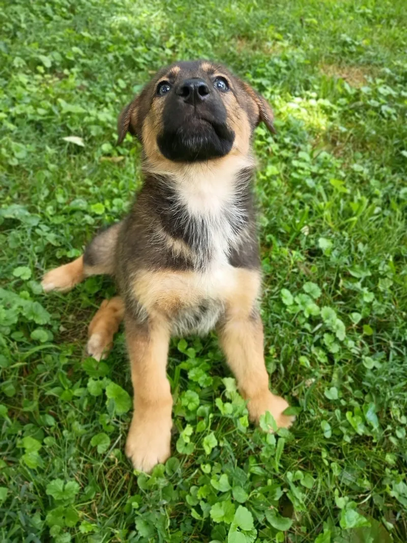 Toffee