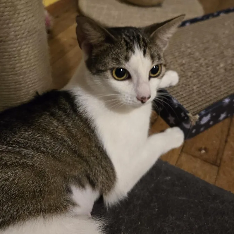 Sylvia thumbnail 6