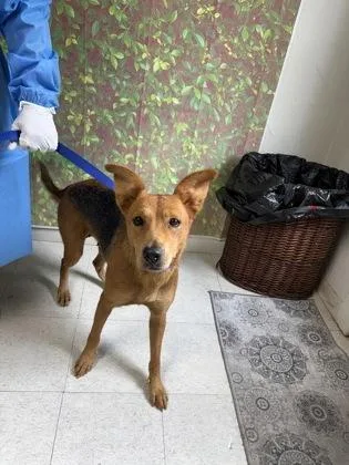 An adult medium-sized female Shepherd dog named Madame Web for adoption in San Antonio, TX