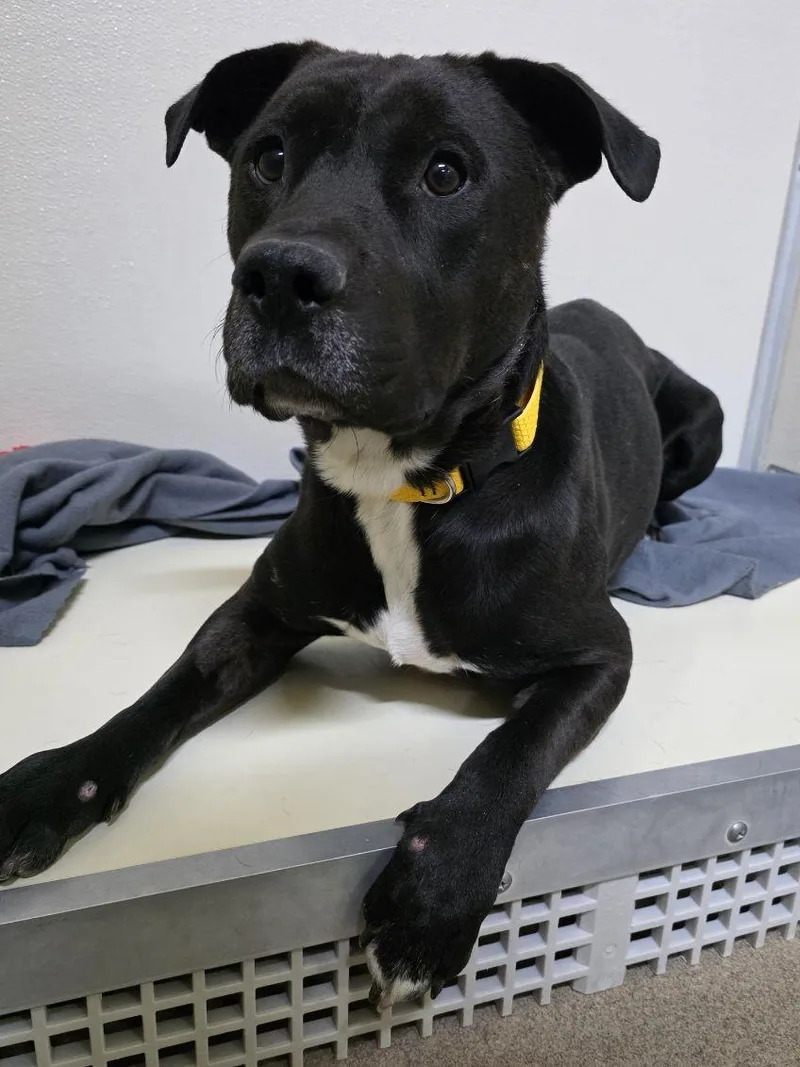 Runt  Caged To thumbnail 2