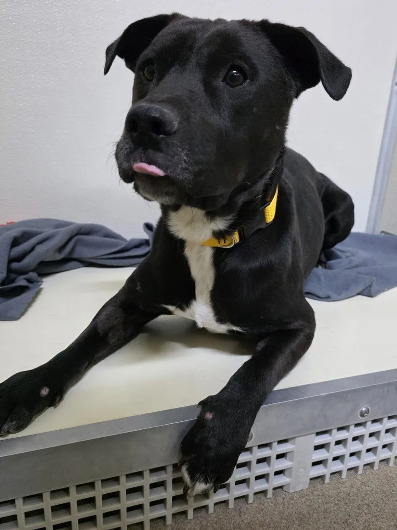 Runt  Caged To thumbnail 3