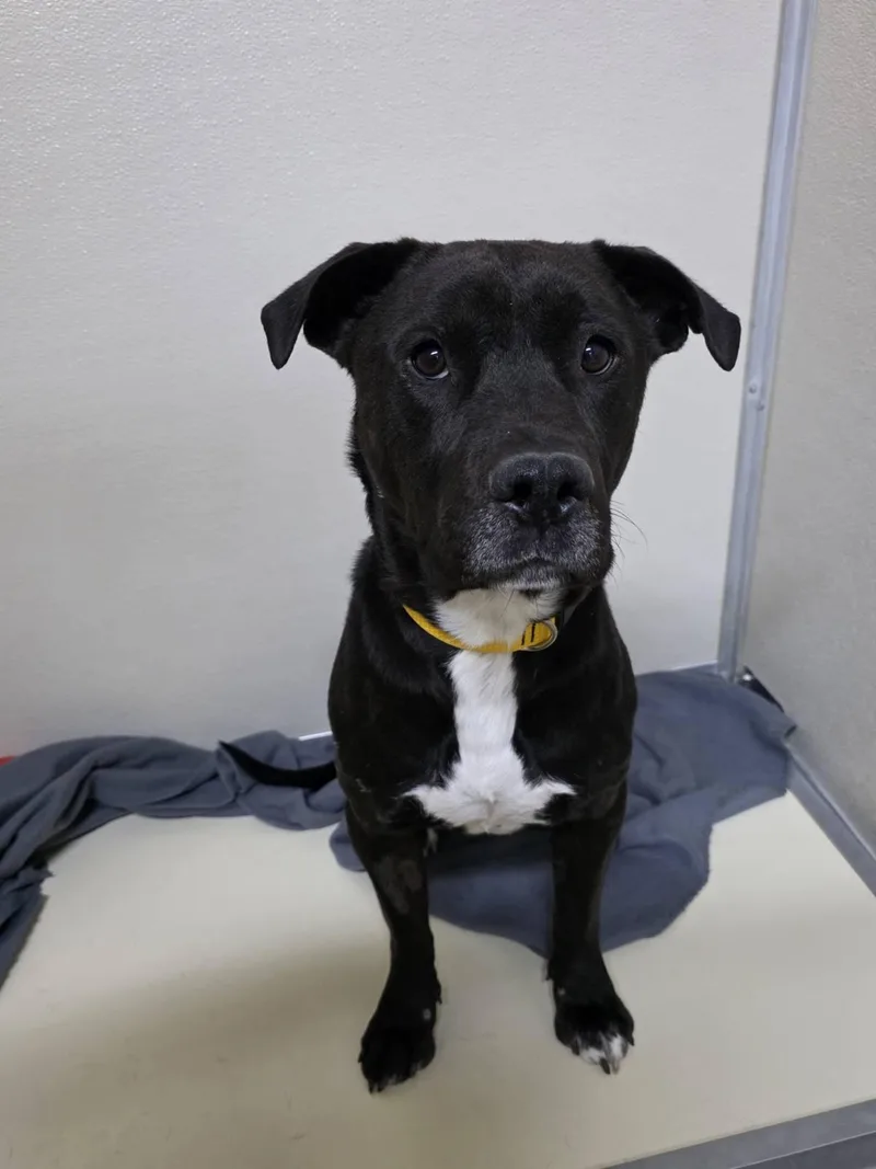 Runt  Caged To thumbnail 4