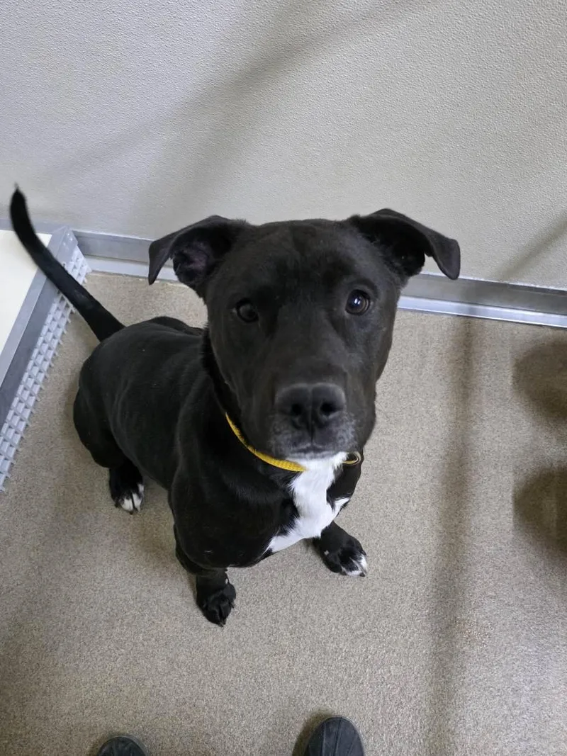 Runt  Caged To thumbnail 5