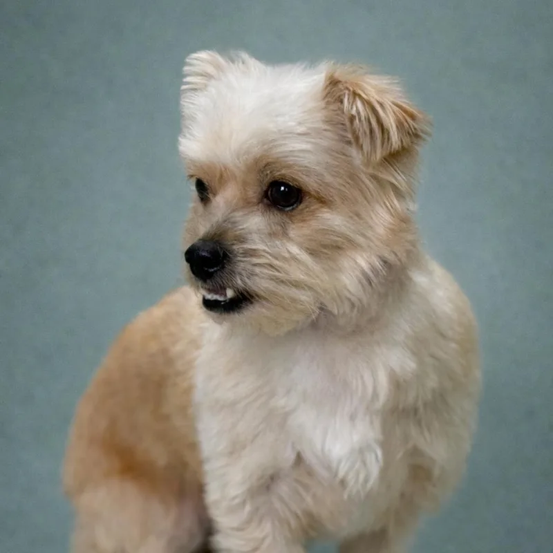 Shaggy: Cutest Underbite thumbnail 4