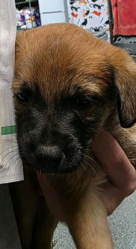 A baby medium-sized male Pit Bull Terrier dog named Box Elder for adoption in Huntington, IN