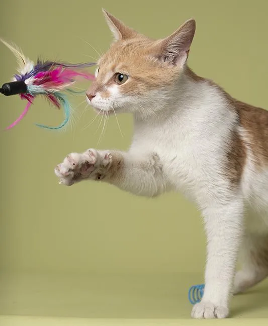 A baby medium-sized male Tabby (Orange / Red) Tabby cat named Cinnamon for adoption in Chicago, IL