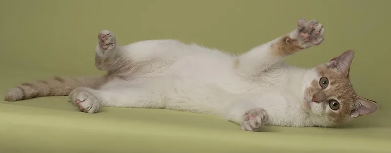 Cinnamon thumbnail 2