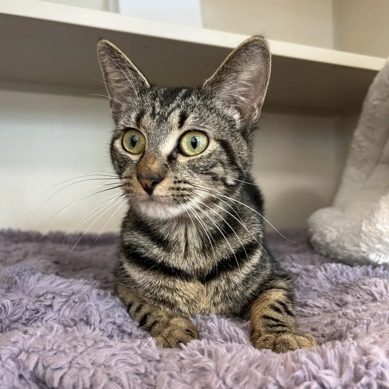 A young medium-sized male Tabby (Brown / Chocolate) Domestic Short Hair cat named Kramer for adoption in Eatontown, NJ