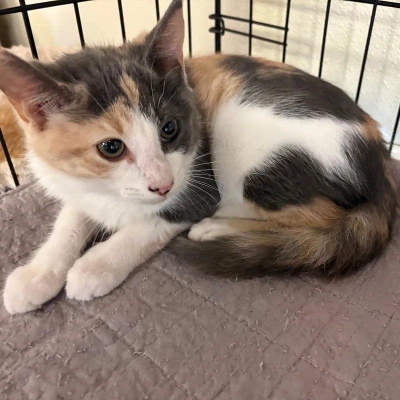 A baby small-sized female Calico Domestic Short Hair cat named Dixie for adoption in Pennsville, NJ