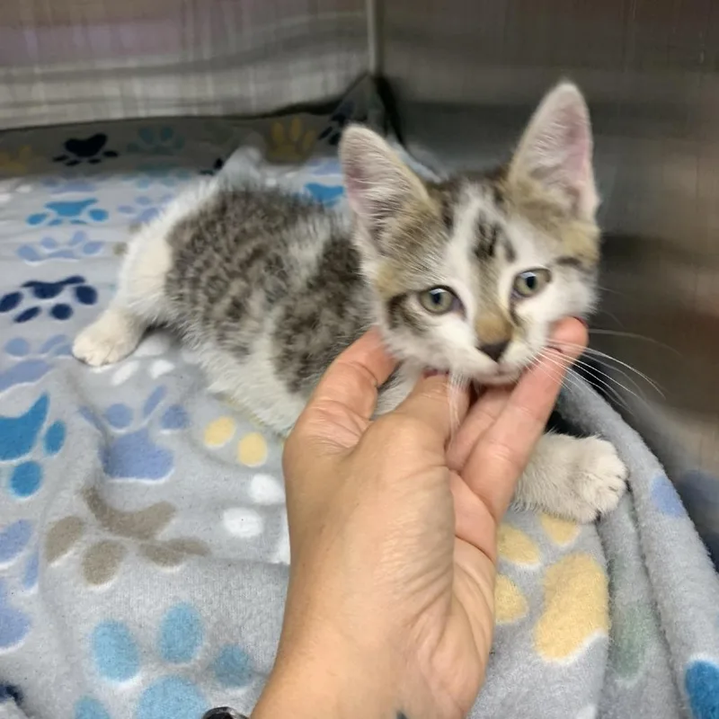 A baby small-sized male Brown / Chocolate Domestic Short Hair cat named Beef Jerky for adoption in Morganton, NC