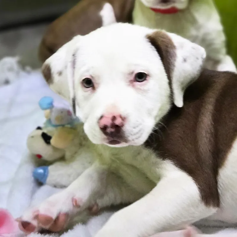 A baby medium-sized male White / Cream Labrador Retriever dog named Dipper for adoption in San Jacinto, CA