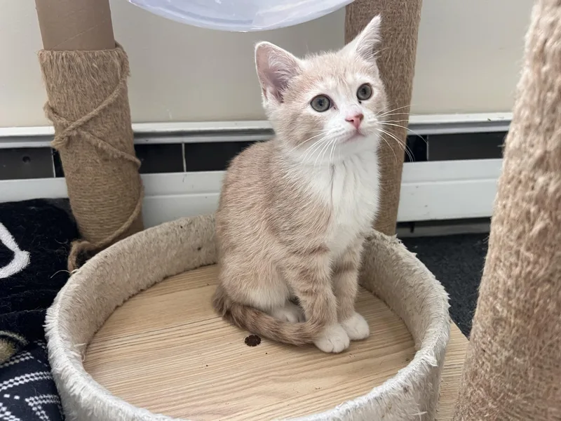 A baby medium-sized female Tabby (Orange / Red) Tabby cat named Iris for adoption in Greensburg, PA