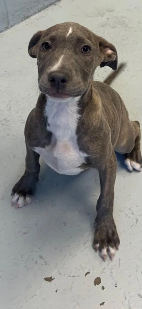 A baby small-sized female Pit Bull Terrier dog named Sabie for adoption in Greenwood, MS