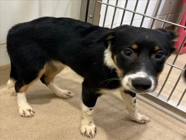A baby small-sized female Border Collie dog named Red for adoption in Derwood, MD