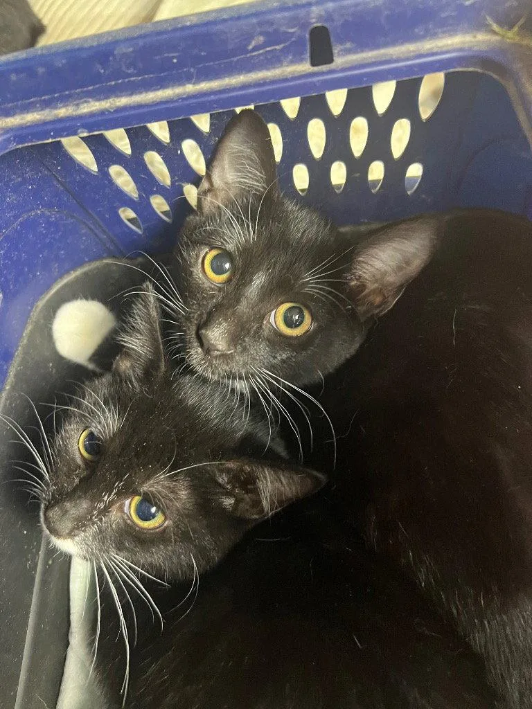 A baby medium-sized female Domestic Short Hair cat named Betty and Boop for adoption in Cromwell, KY