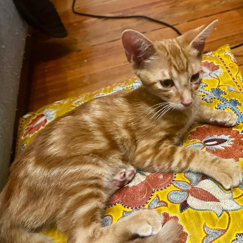 A baby small-sized male Orange / Red Domestic Short Hair cat named Carrot for adoption in San Antonio, TX