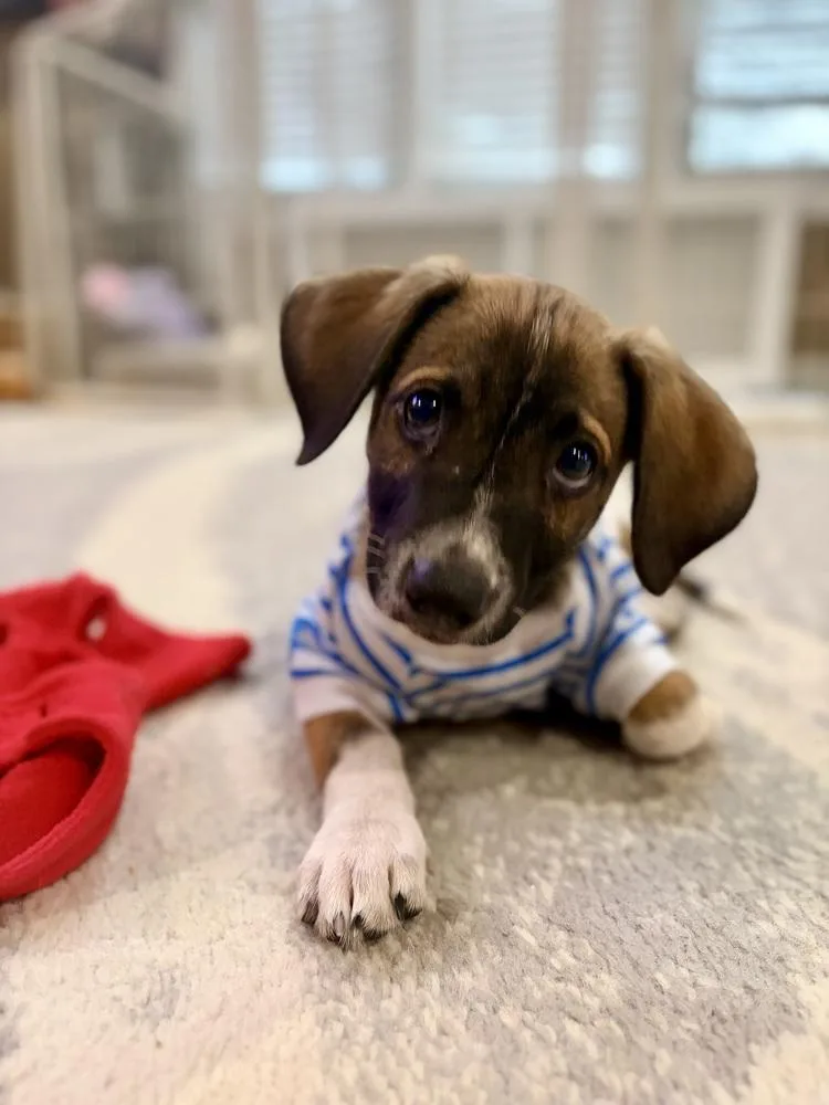 Charlie Brown thumbnail 2