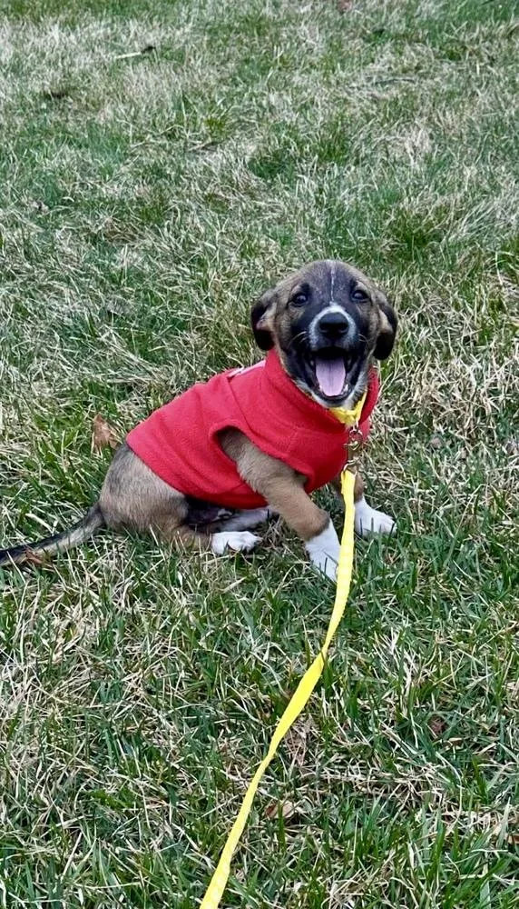 Charlie Brown thumbnail 3