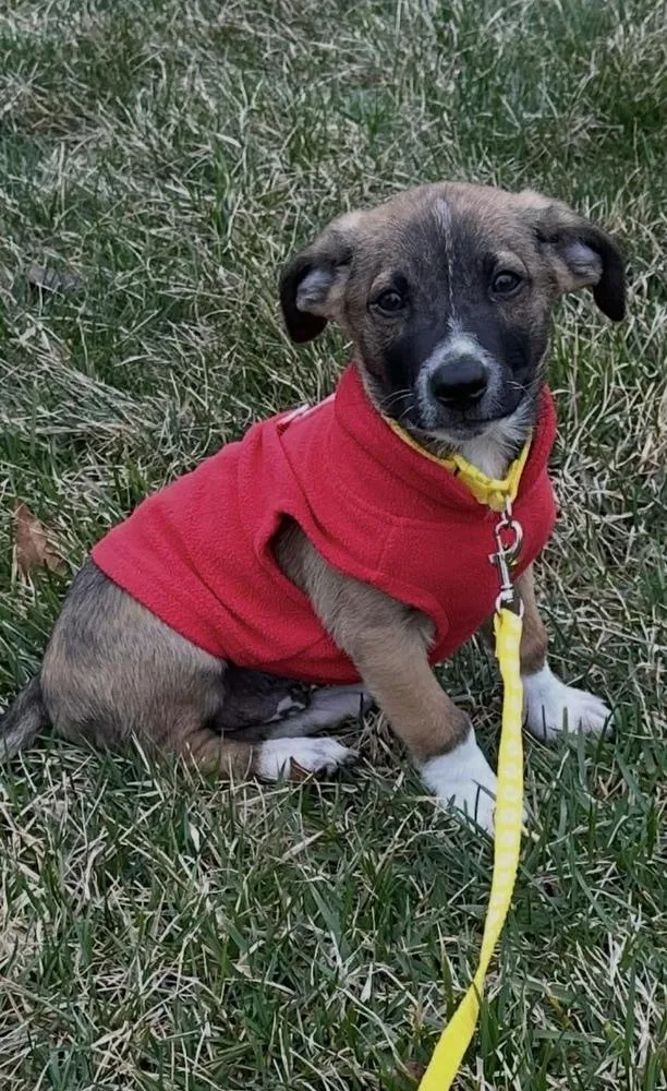 Charlie Brown thumbnail 4