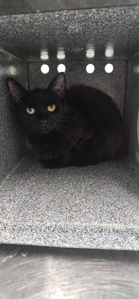 A baby small-sized female Domestic Long Hair cat named Carly for adoption in Athens, TN