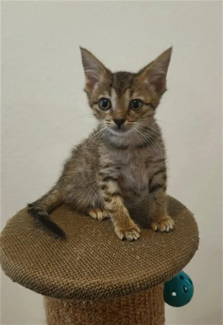 A baby small-sized female Domestic Short Hair cat named Dot for adoption in Rosenberg, TX